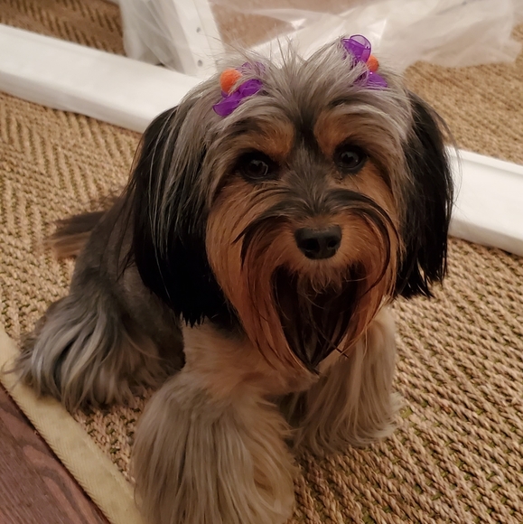 Meet your Posher, Tracie - Picture 4 of 5